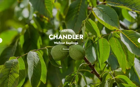 Walnut Sapling Turkey